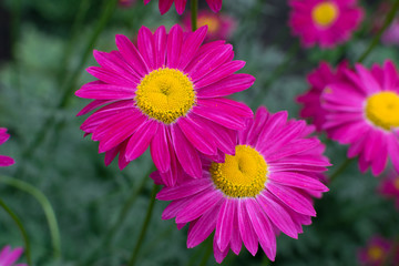 Obraz premium Beautiful Red Argyranthemum, Marguerite, Marguerite daisy or Dill daisy