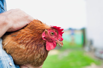 Close up of senior farmer carrying hen in farm