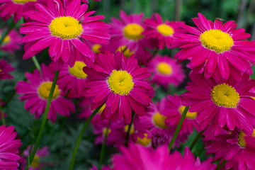 Beautiful Red Argyranthemum, Marguerite, Marguerite daisy or Dill daisy