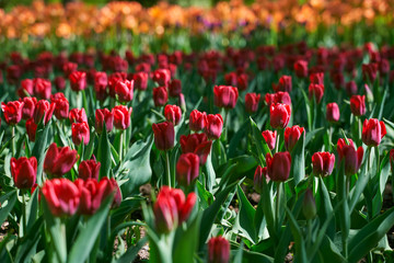 Obraz premium Tulip festival illuminated by sunshine in park 