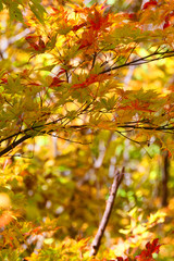 妙高戸隠高原国立公園の紅葉。戸隠　長野　日本。１０月下旬。