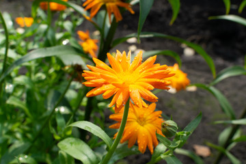Macro shot of orange calendula or English marigold flowers