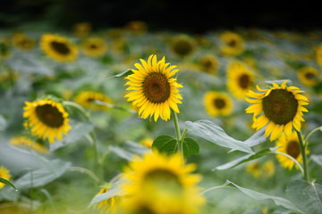 This is a picture of a sunflower