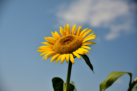 This is a picture of a sunflower