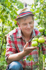 Mature farmer looking in tomatoes growing in field