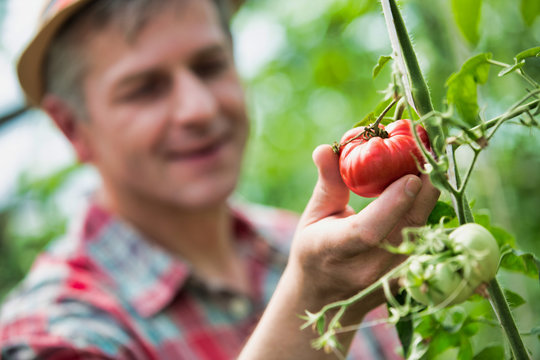 Crop scientist showing results to senior farmer in field