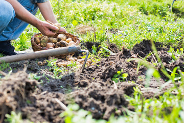 Fototapeta premium Senior farmer harvesting potatoes in field