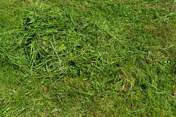 Pile of mown lawn grass in the spring garden