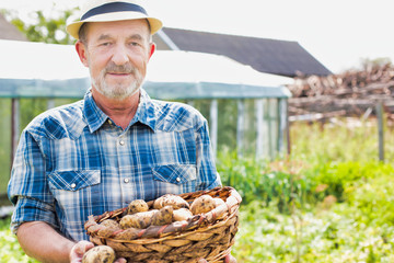 Senior farmer showing newly harvest potatoes in basket at farm