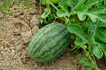 Close up of young Watermelon fruit with leaves in the farm.