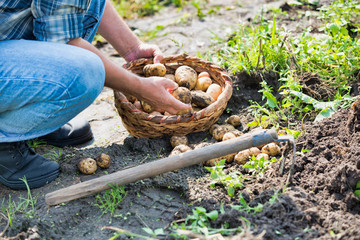 Senior farmer showing newly harvest potatoes in basket at farm