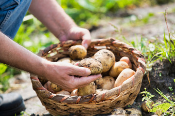 Senior farmer showing newly harvest potatoes in basket at farm