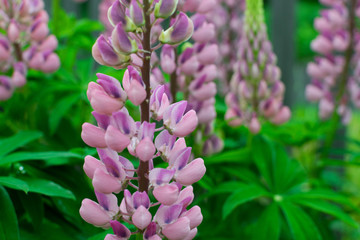 Lupinus or lupine flower close up with blurred background