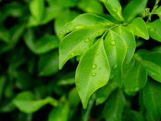 Close up green leaves with water drop on leaves.