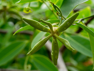 Close up of Bhandari flower with leaf