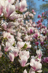 Obraz premium Flowering magnolia tree with white and pink flowers