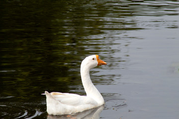 swan swimming on lake nature background