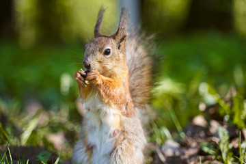 Ginger squirrel takes from hands of human seeds