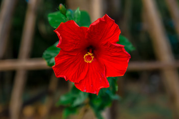 Naklejka premium Flower, Plant, Single Flower, Africa, Asia