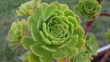 Obraz premium Green succulent or succulent plant with drops of water on it. Macro shot