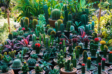 A cactus is a member of the plant family Cactaceae. Collection of various cactus and succulent plants in different pots. 