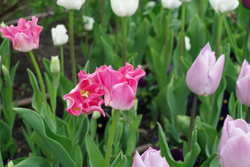 Pink tulip flower or flowering tulipa with bokeh