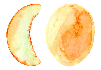 Watercolor melon fruit. Hand drawn summer illustration. Design for fabric, packaging, textile, cover, postcard