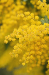 Fototapeta premium blooming mimosa , Acacia baileyana