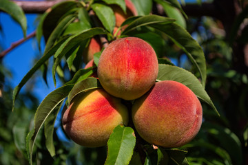 Peaches on tree. Beautiful peaches on tree. Green fruit garden. Peaches close up.