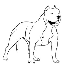 Pit bull terrier vector illustration. Dog breed pit bull is worth and looks in side.
