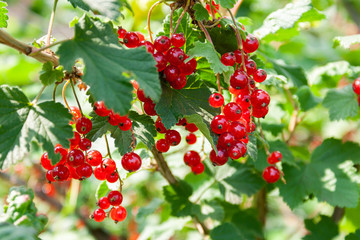 Bouquet of red currant berries (Ribes rubrum) on a branch with leaves close-up.