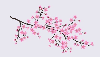 Obraz na płótnie Canvas Cherry blossom sakura tree branch with realistic pink flowers
