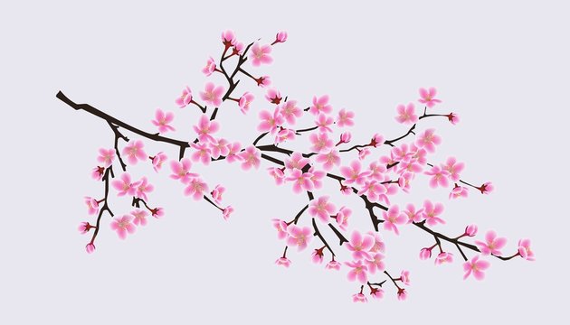 Cherry blossom sakura tree branch with realistic pink flowers