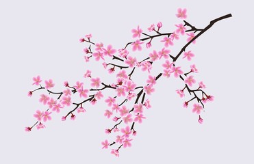 Branch of blooming sakura with flowers, cherry blossom, floral spring concept.