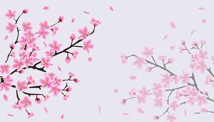 Obraz na płótnie Canvas Cherry blossom sakura background with pink flower branches