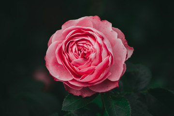 Beautiful Rose (Taken in my Garden)