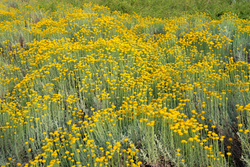 Helichrysum flowers on green nature blurred background. Bright yellow flowers for herbalism cultivation in meadow.