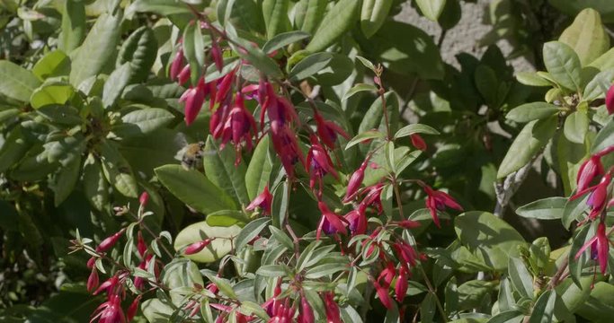 (Fuchsia magellanica) Plants de fuchsias de Magellan au bord d'un muret l&eacute;g&egrave;rement balay&eacute; par le vent