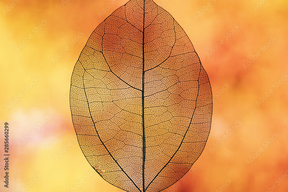 Wall mural Abstract transparent orange fall leaf