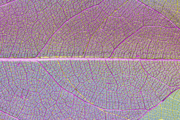 Naklejka na ściany i meble Abstract transparent purple leaf