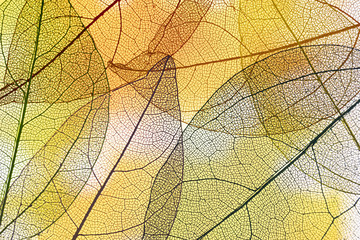 Abstract transparent yellow leaves