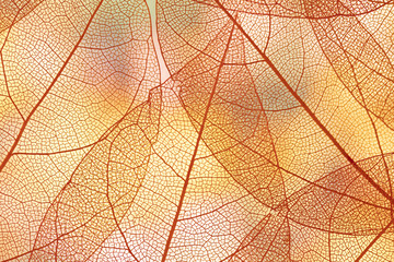 Beautiful orange transparent autumn leaves