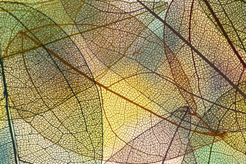 Abstract colored fall leaves