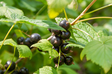 A bouquet of blackcurrant berries on a branch with leaves close-up.