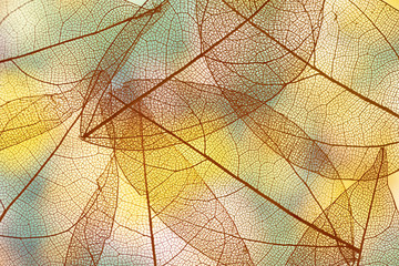 Naklejka na ściany i meble Vibrant transparent autumn leaves