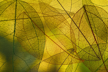 Fototapeta premium Vibrant green autumn leaves