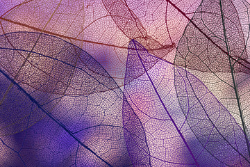 Vibrant purple autumn leaves
