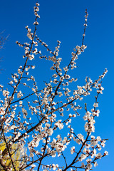 Chinese plum, Japanese apricot;