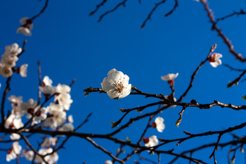 Chinese plum, Japanese apricot;