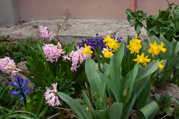 Fototapeta premium Beauty of Hyacinthus blossom flora at the park